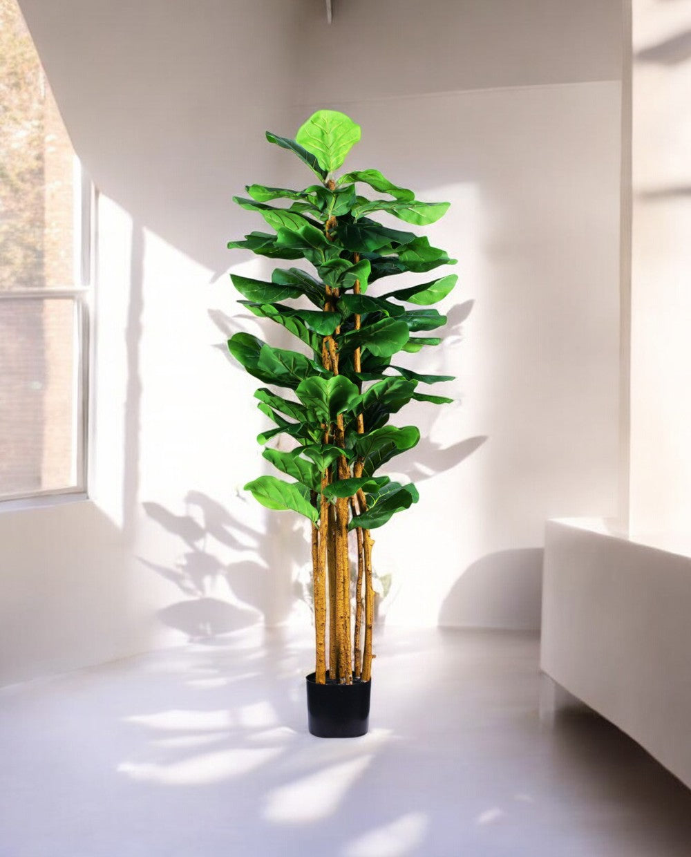 FICUS LYRATA 150cm 19538(c) (3)