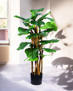 FICUS LYRATA 90cm 19536(b) (3)