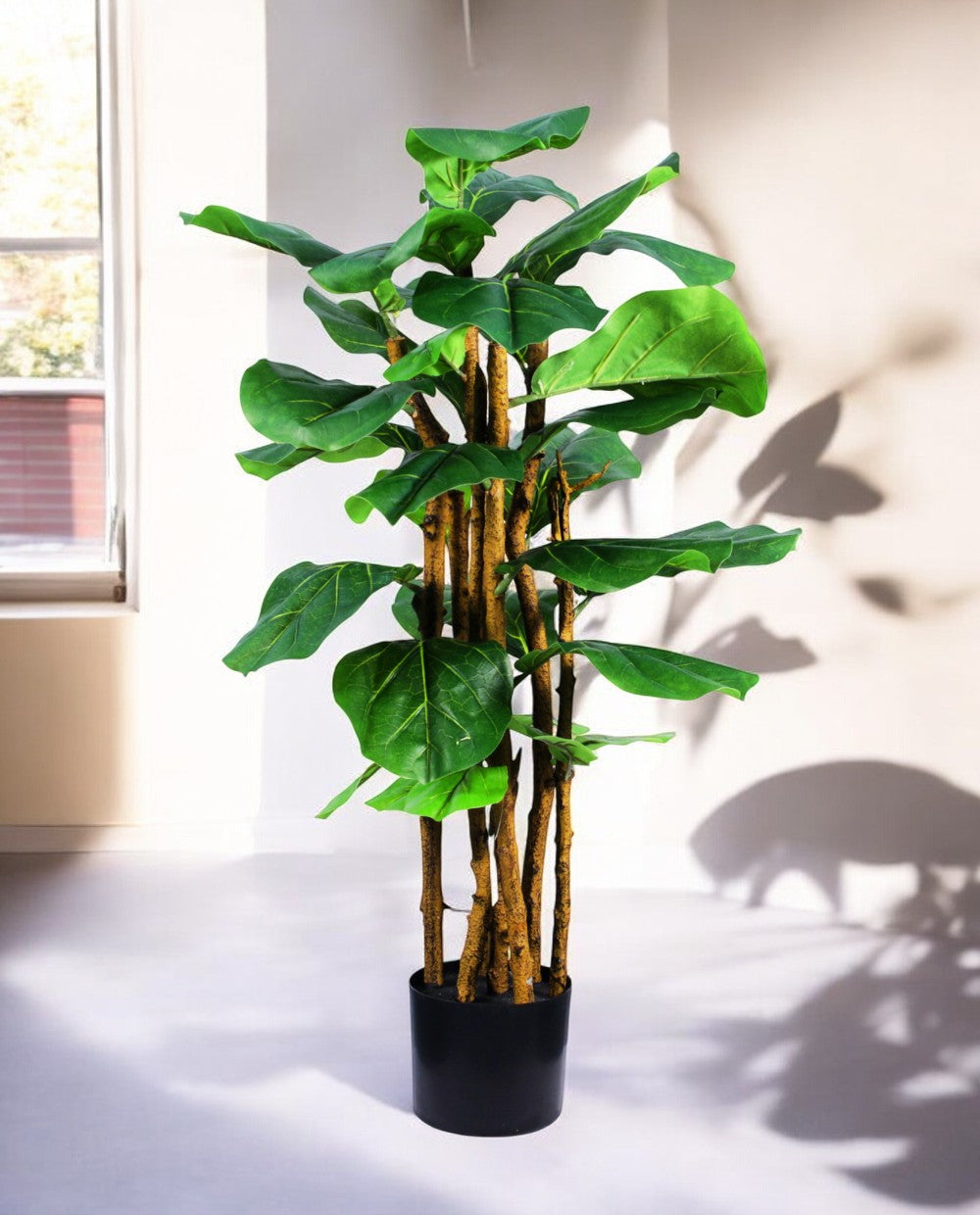 FICUS LYRATA 90cm 19536(b) (3)