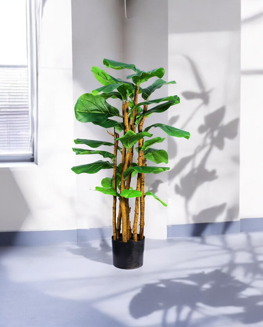 FICUS LYRATA 90cm 19536(c) (3)