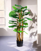 FICUS LYRATA TREE 19536(a) (3)