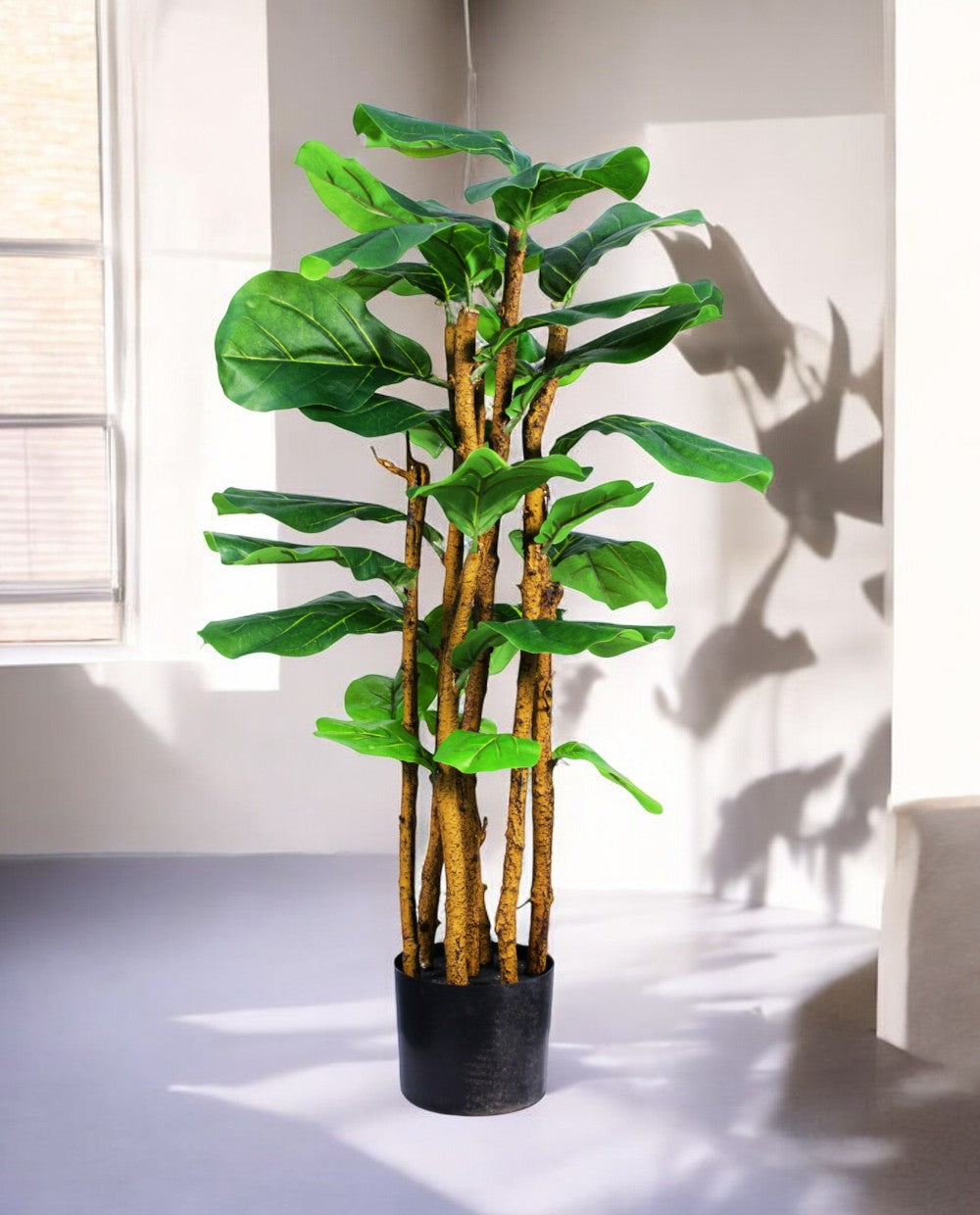 FICUS LYRATA TREE 19536(a) (3)