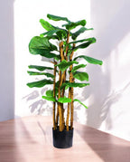 FICUS LYRATA TREE 19536(a)