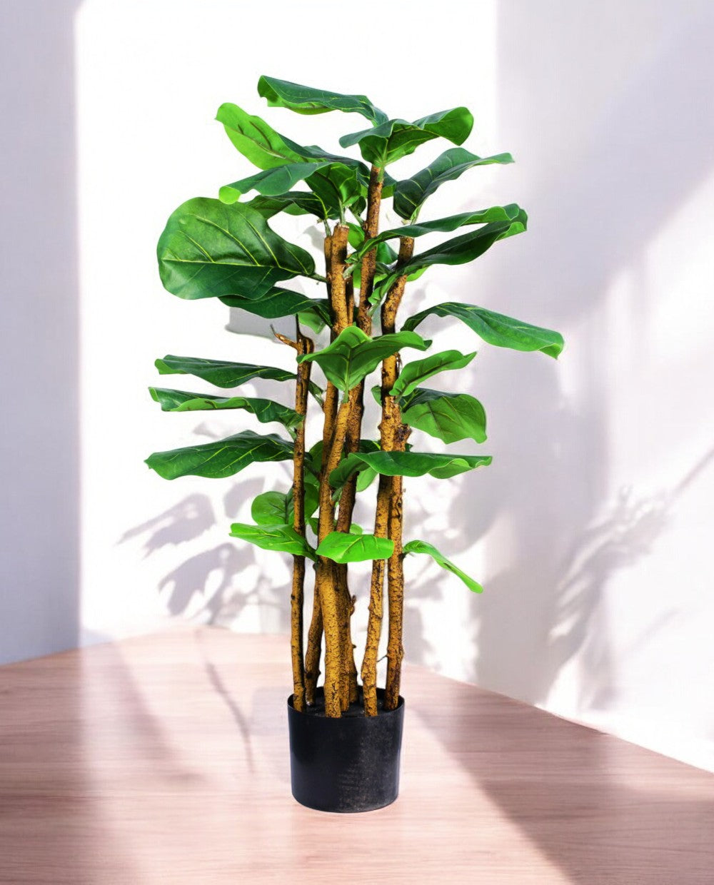 FICUS LYRATA TREE 19536(a)