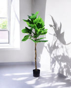 FIDDLE LEAF one 150cm 19511(c) (3)