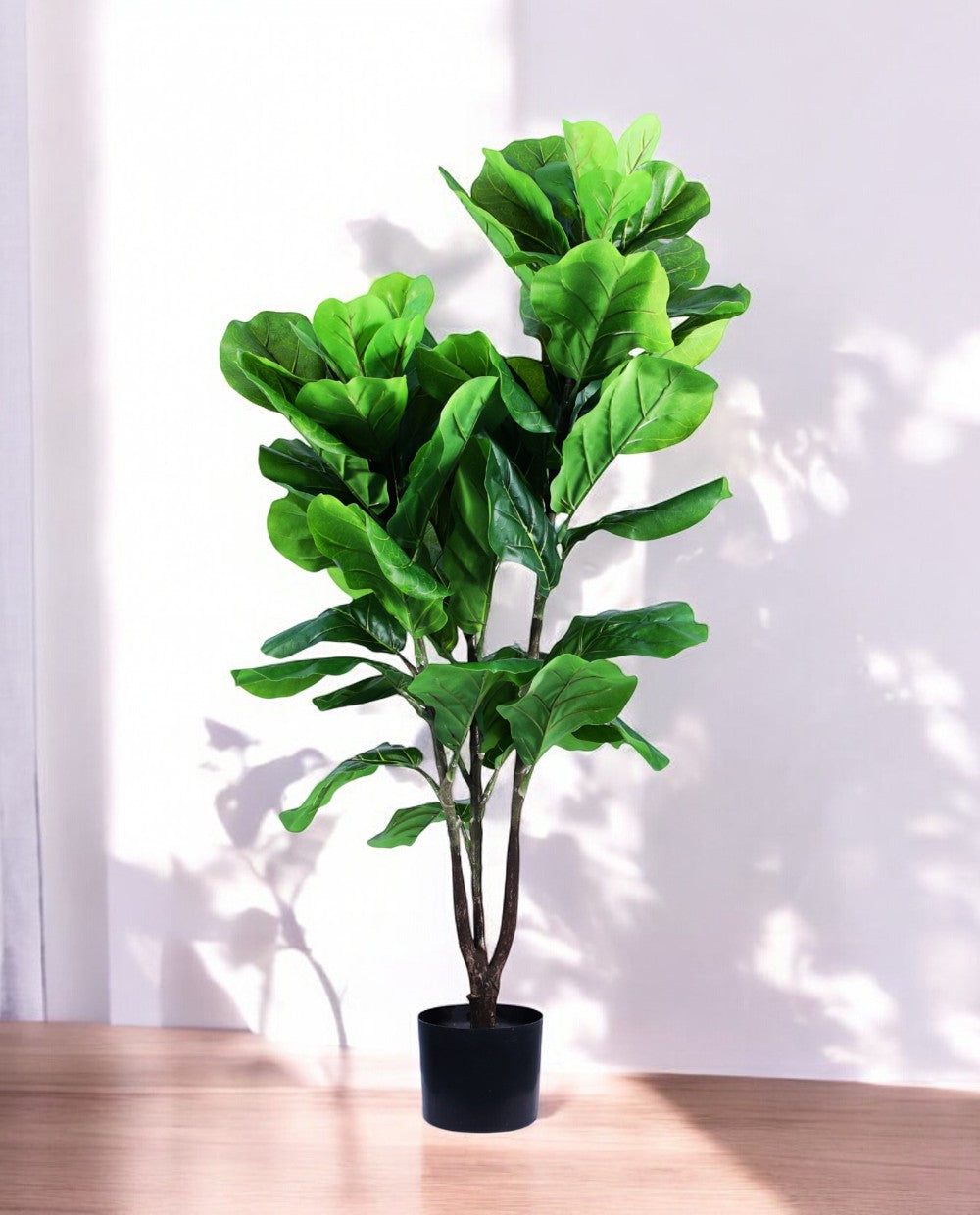 FIDDLE LEAF two 120cm 19583(b)