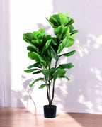 FIDDLE LEAF two 120cm 19583(b)