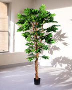 MAPLE TREE 180cm 19570(a) (3)