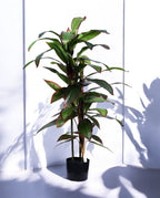 DRACAENA TREE 120cm 19521(b) (2)