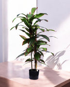 DRACAENA TREE 120cm 19521(b)