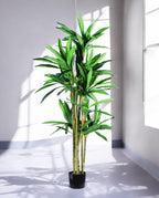DRACAENA SANDERIANA 170cm 18177(a) (3)