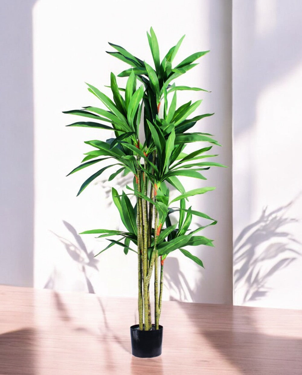 DRACAENA SANDERIANA 170cm 18177(a)