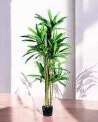 DRACAENA SANDERIANA 170cm 18177(a)