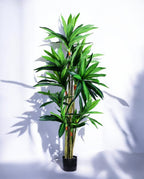 DRACAENA SANDERIANA 170cm 18177(b) (2)