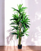 DRACAENA SANDERIANA 170cm 18177(b)