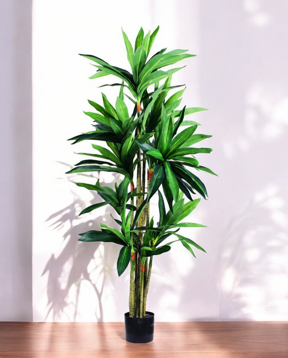 DRACAENA SANDERIANA 170cm 18177(b)