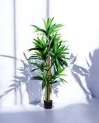DRACAENA SANDERIANA 170cm 18177(c) (2)