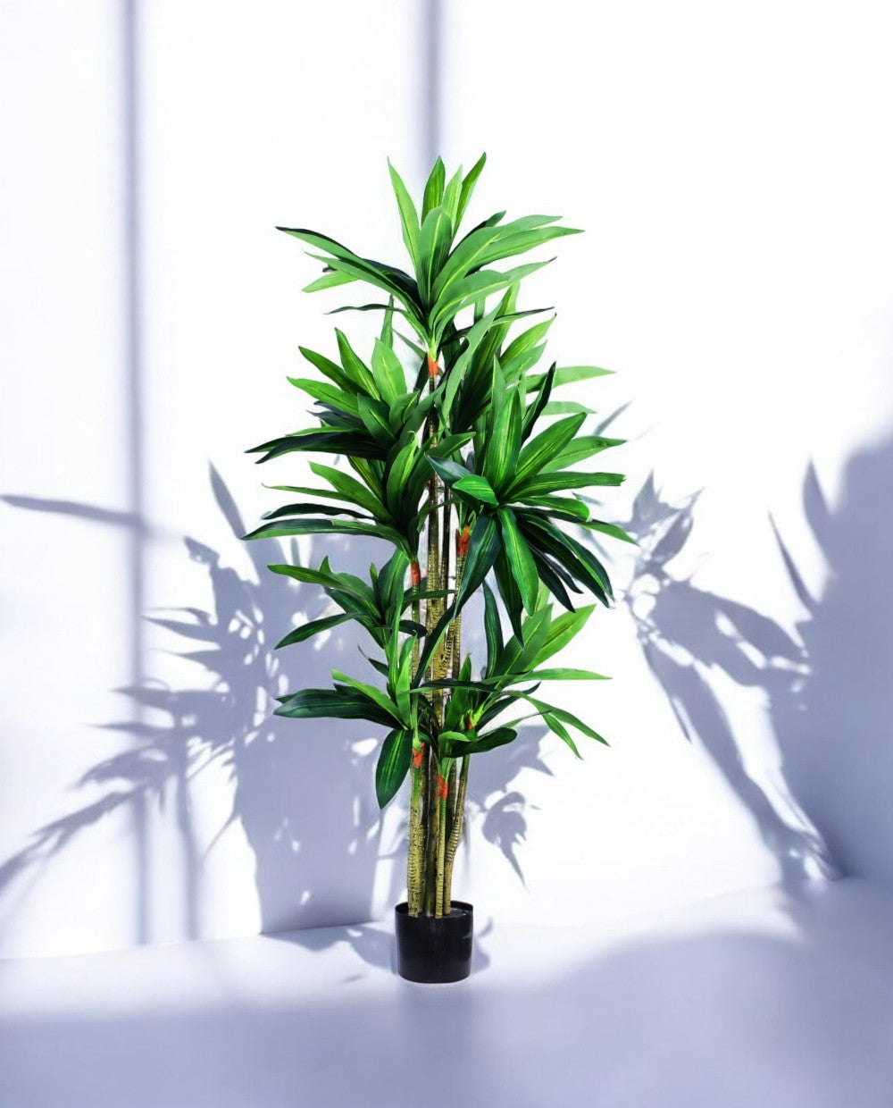 DRACAENA SANDERIANA 170cm 18177(c) (2)