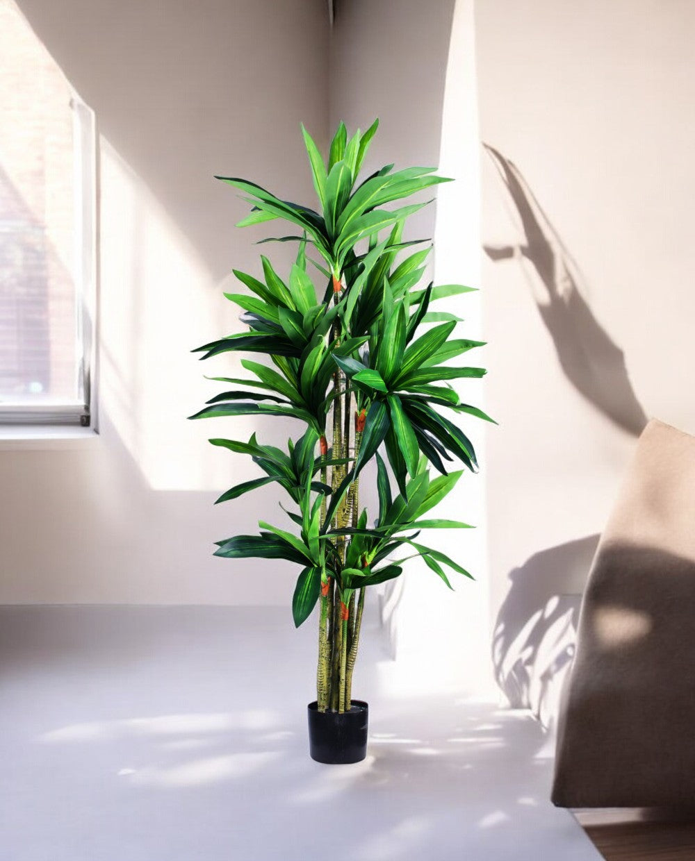 DRACAENA SANDERIANA 170cm 18177(c) (3)