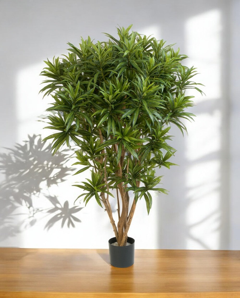 Dracaena Reflexa Jamaica Branched 150cm 8DRJAVT15 (3)