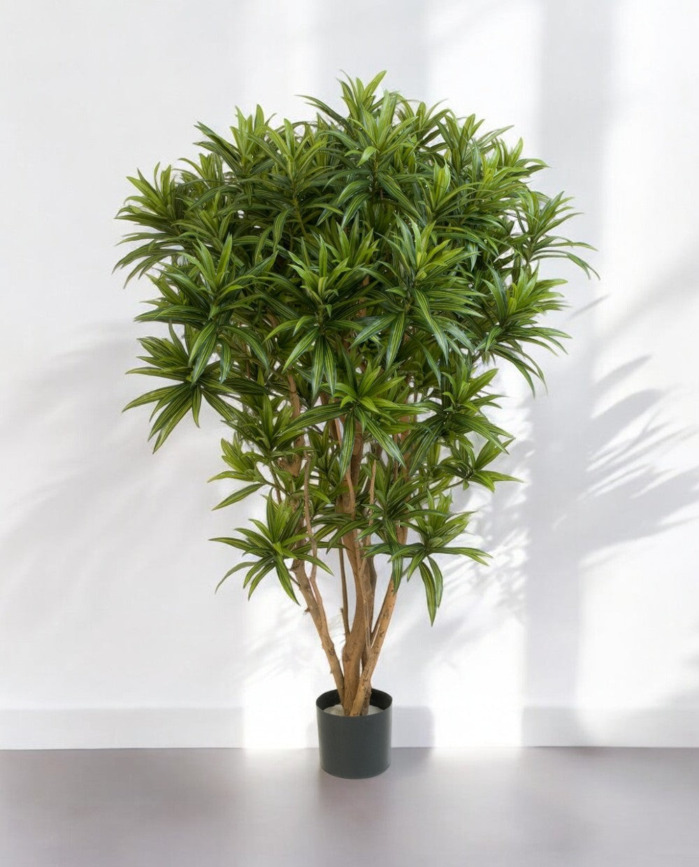 Dracaena Reflexa Jamaica Branched 150cm 8DRJAVT15