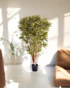 Dracaena Reflexa India Branched 150cm 8FW36905NG (2)