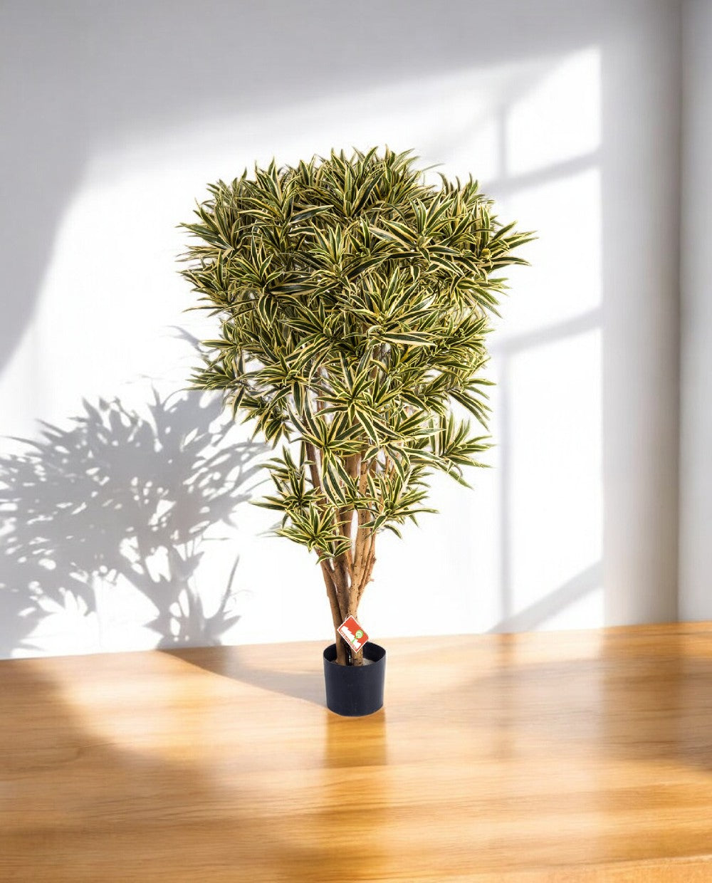 Dracaena Reflexa India Branched 150cm 8FW36905NG (3)