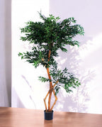 FICUS S-SHAPED 180cm 18203(a)
