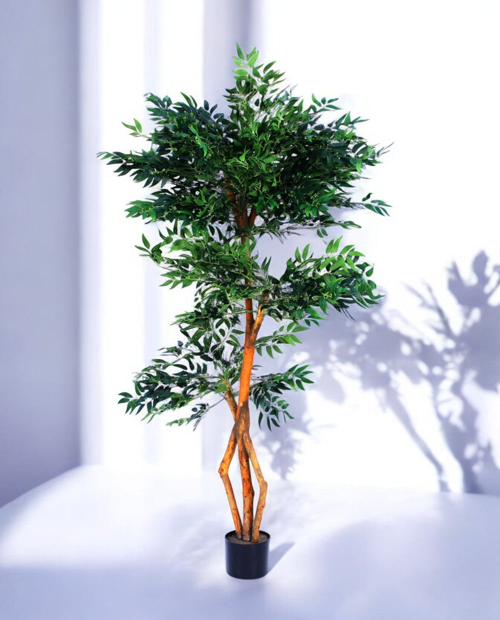 FICUS S-SHAPED 180cm 18203(b) (2)