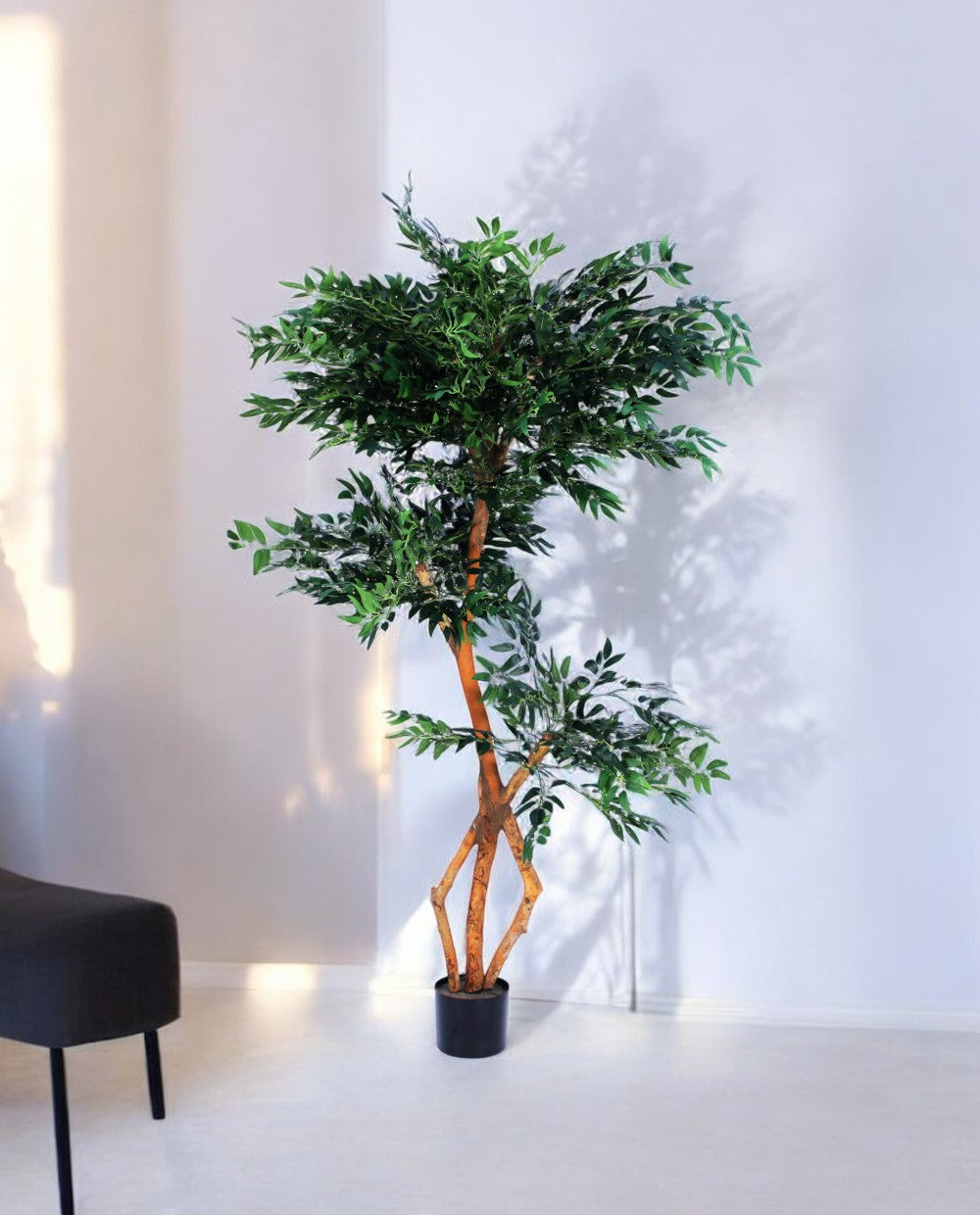 FICUS S-SHAPED 180cm 18203(c) (3)