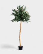 OLIVE TREE (stem) 150cm 18041(a) (3)