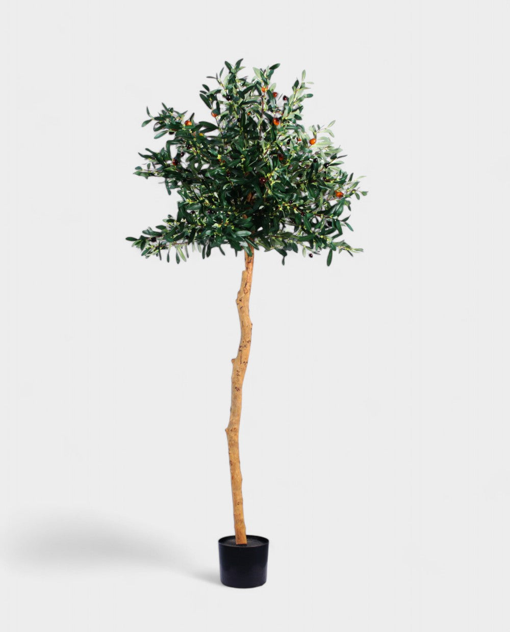 OLIVE TREE (stem) 150cm 18041(a) (3)
