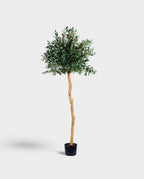 OLIVE TREE (stem) 150cm 18041(c) (3)