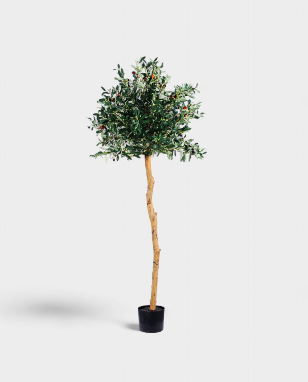 OLIVE TREE (stem) 150cm 18041(c) (3)