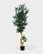 OLIVE TREE 180cm 18049(b) (3)