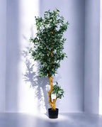 OLIVE TREE 180cm 18049(b)