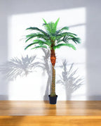 PHOENIX PALM (one trunk)-03 (3)