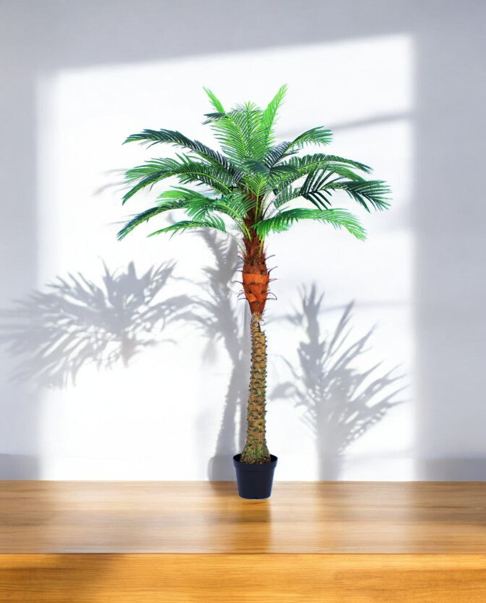 PHOENIX PALM (one trunk)-03 (3)