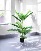 ARECA PALM 90cm AR90(c) (3)