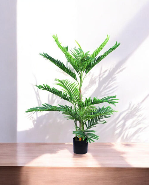 ARECA PALM 90cm AR90(c)