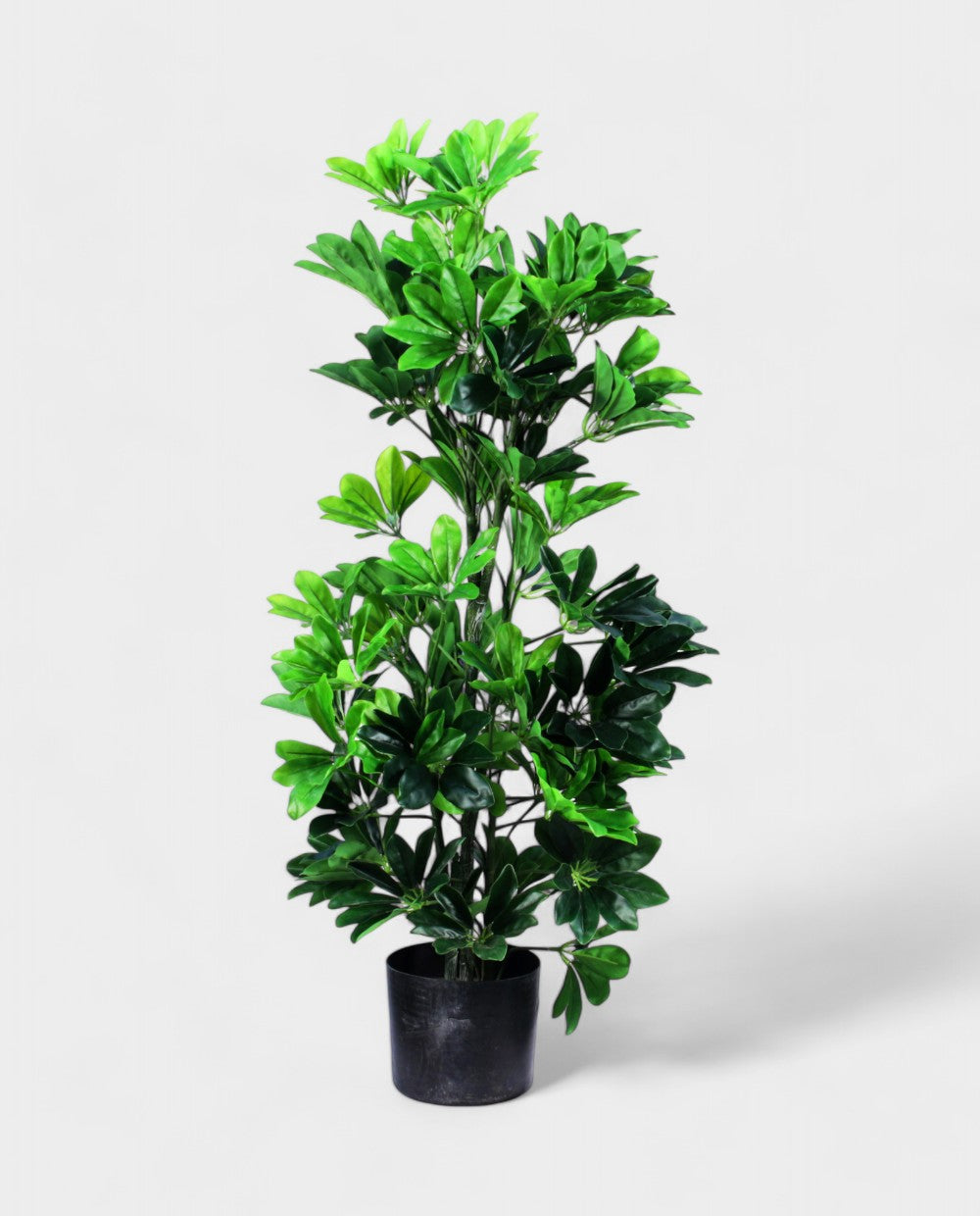 SCHEFFELERA 100cm 18072(a) (3)