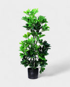 SCHEFFELERA 100cm 18072(a) (3)