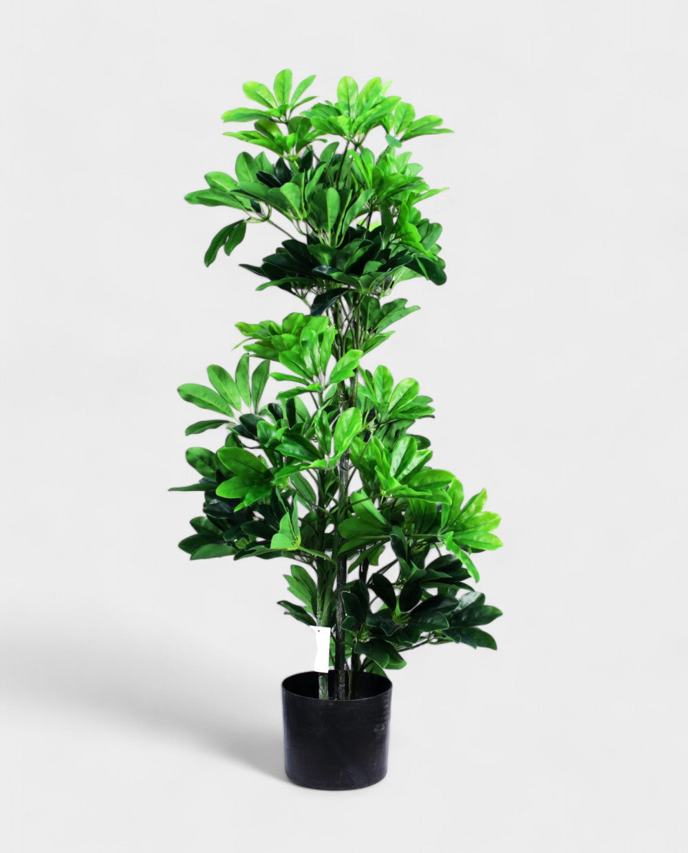 SCHEFFELERA 100cm 18072(b) (3)
