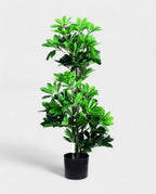 SCHEFFELERA 100cm 18072(b) (3)