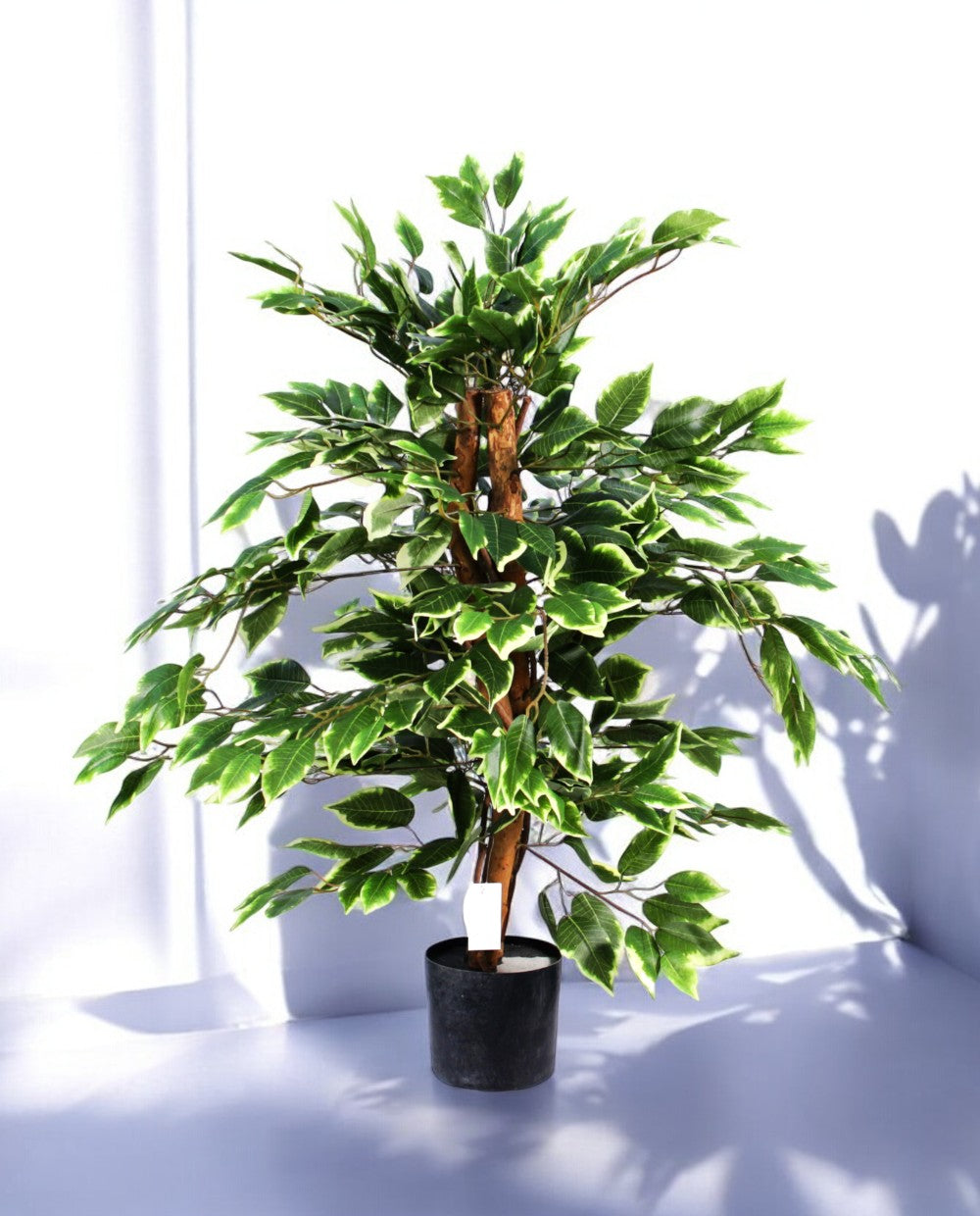 FICUS VARIEGATA 90cm 19397(a) (2)