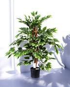 FICUS VARIEGATA 90cm 19397(a) (2)