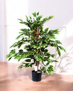 FICUS VARIEGATA 90cm 19397(a)