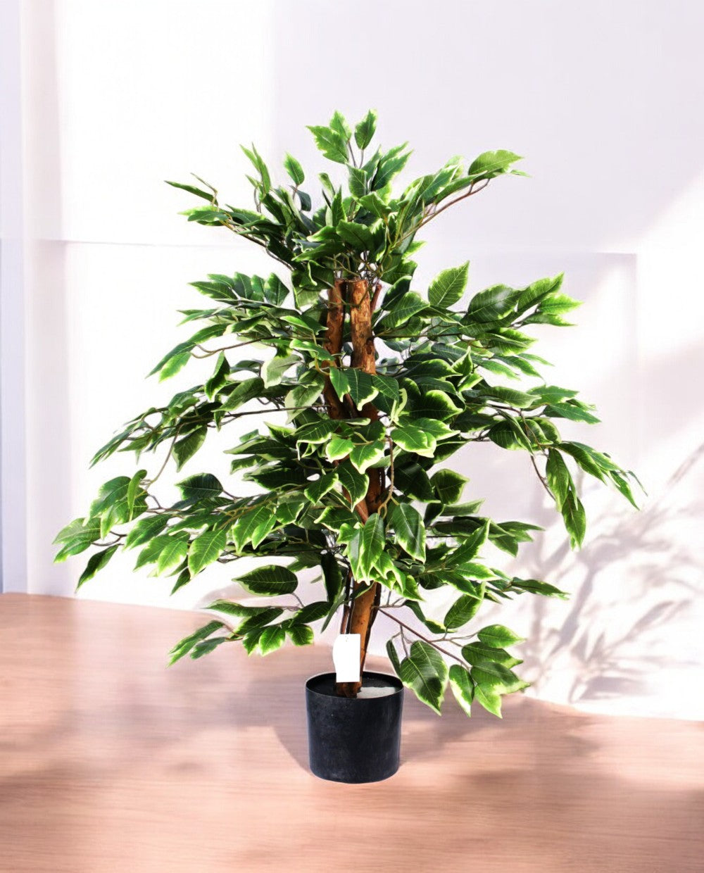 FICUS VARIEGATA 90cm 19397(a)