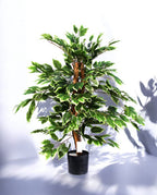 FICUS VARIEGATA 90cm 19397(b) (2)