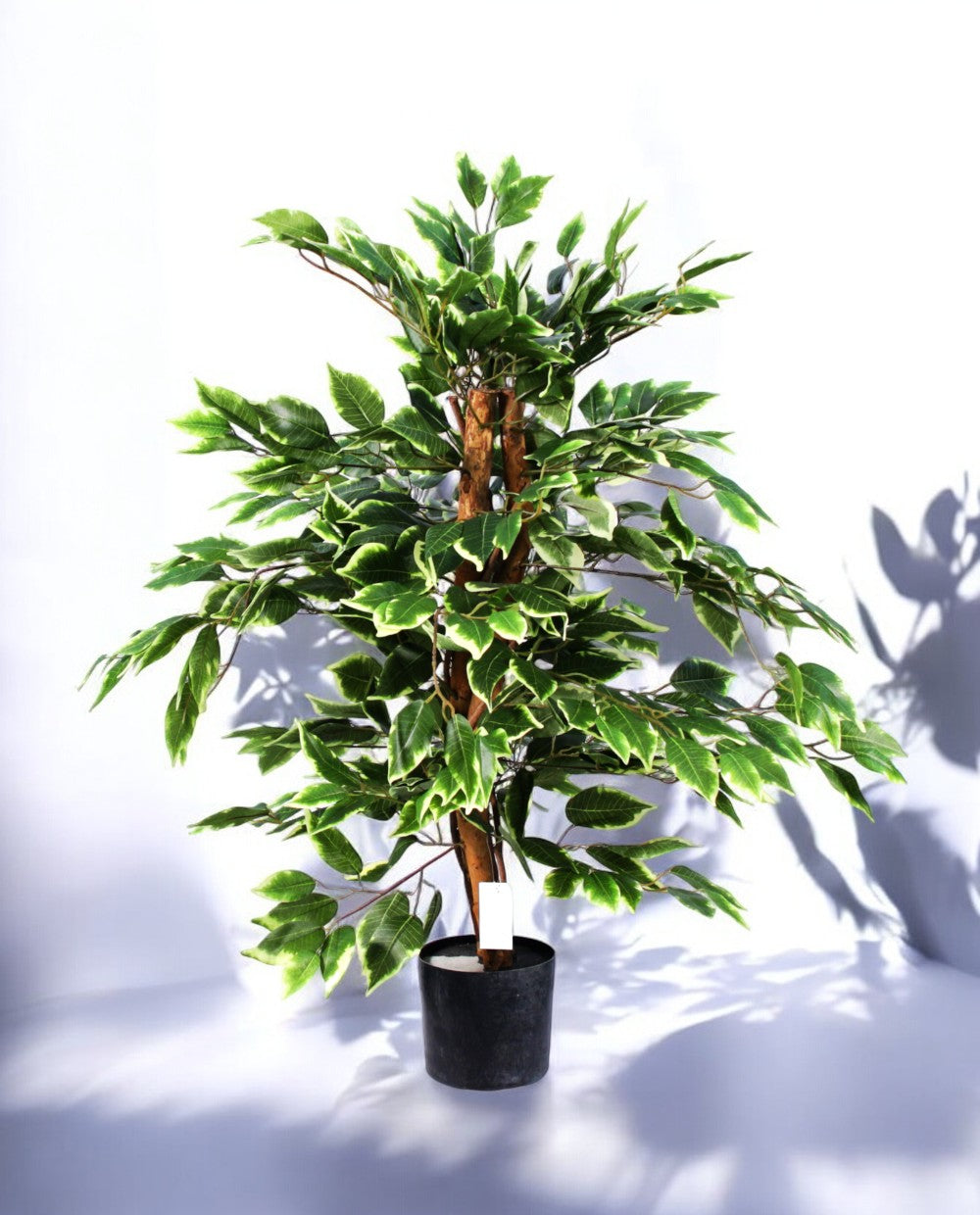 FICUS VARIEGATA 90cm 19397(b) (2)